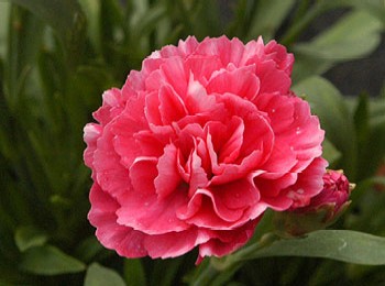 January Carnation.jpg